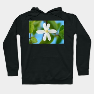 Clematis terniflora var. mandshurica	Manchurian clematis Hoodie